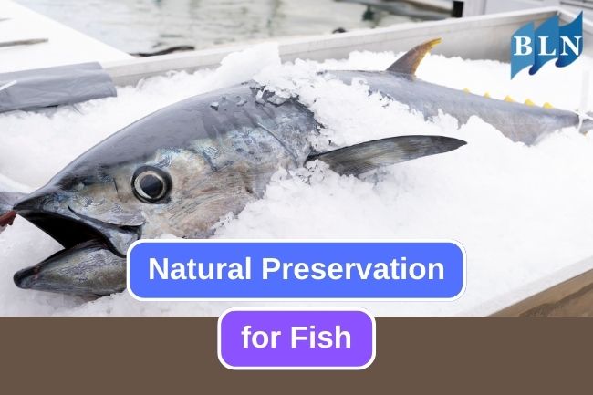 Exploring Natural Preservatives for Sustainable Fish Preservation